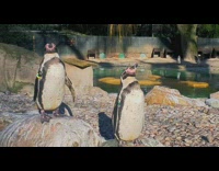 Two Humboldt penguins stand on rocks morning