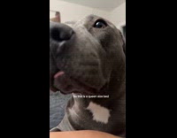 Cat and dog beside woman on queen size bed