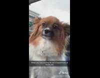 Dog waits for puppicino at starbucks