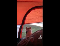 Cat watching sunset inside of orange tent 