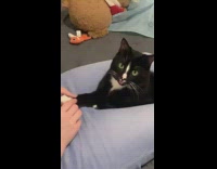 Black and white cat getting paw massage 