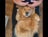 Golden retriever dog lays back on legs