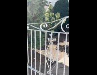 Chickens roam at the front yard house