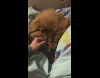 Girl pets brown chow chow dog bed