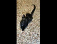 Small kitten looks up meows at woman 