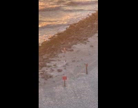 Woman white bikini poses near beach rocks