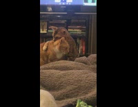 Collab BitchMP - Two cats cuddling each other