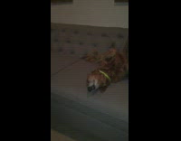 Brown Dog Green Collar Lays On Grey Couch