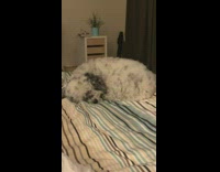Pet dog twitches and whines on its sleep
