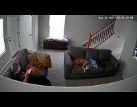 Man randomly falls down stairs 