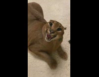 Caracal cat growls 