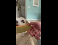Dog loves to eat cantaloupe inside the house