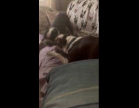 Dogs plays bite each other on couch