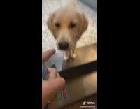 Girl scolds dog chews expensive givenchy slides