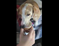 white wiener dog brown cup car