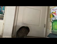Cat catches light and closes the door