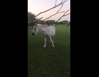 Horse uses tree branch to scratch back 