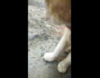 Girl pets brown white cat stone ground 