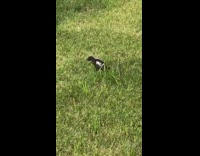 Brown dog poops grass no pooping sign 