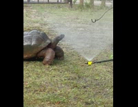 Collab DailyDoseOfInternet - Giant tortoise take bath with water sprinkler