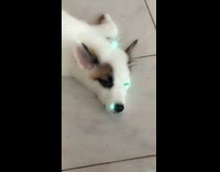 Brown white dog lays tile floor filter
