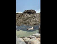 Pug dog swim in ocean between rocks