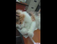 Cat laying on table plays with ruler 