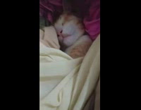 Cat sleeps underneath a pile of blankets 