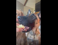 Dog knows to take little nibble of food 