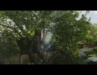 Owl shaped stain on glass window bird