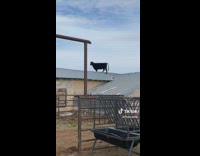 Collab ClipsIG - Cow Walks on Roof and Looks Around
