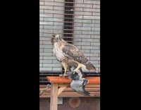 Bird standing on handrail with their dead prey