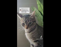 Grey cat hits girls camera 