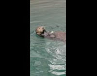Brown sea otter floats eats crab water