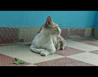 Submitter shows cat jump on the wall