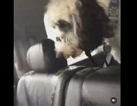 Black white dog throws up seat car 