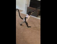 Baby monkey chases dog 