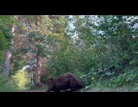 Beaver walks path with a tree branch