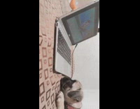 Pug puppy dog watches spongebob laptop bed