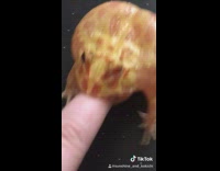 Collab BitchMP - Girl finger in orange red frog mouth