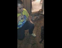 BitchMP - guy vapes dog jumps into smoke and falls