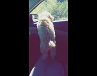 Fluffy dog sticks head out car window