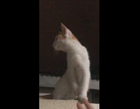 Cat sits moves paws away from girl 