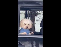 Blue shirt dog in black jeep car 