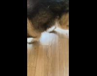 Dog destroys rainbow push pop fidget toy