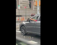 Red shirt guy pigeon brown birds car 