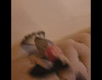 Bird shakes black glove around 