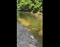 Person skips stone across green lake water