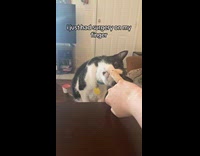 Cat head tilt and smell injured finger