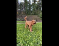 Brown dog sits gold sequined vote sign 